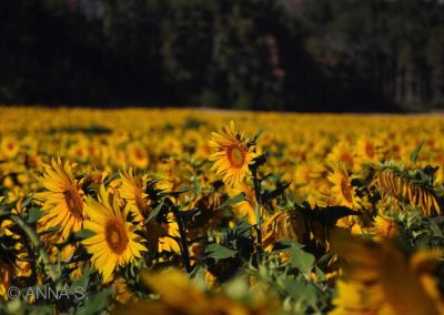 Sonnenblumen in Spanien